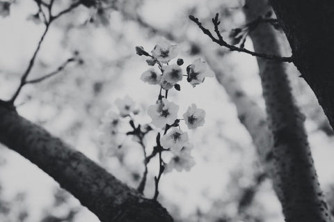 Utah Cherry Blossoms