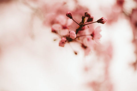 Pink Cherry Blossms SLC