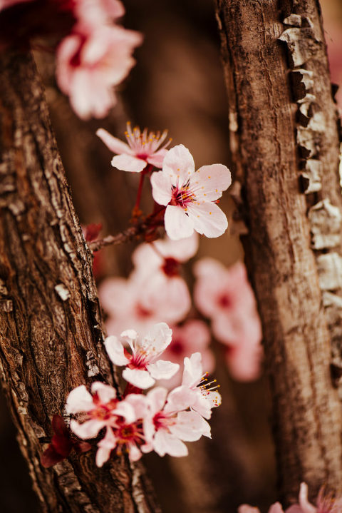 Pink SLC Cherry Blossoms