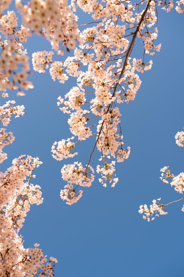 DSC3595 700x1049 - Is your photographer legal?