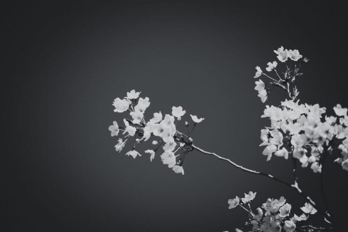 DSC3601 700x467 - Is your photographer legal?