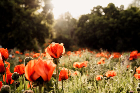 DSC4545 700x467(pp w480 h320) - _DSC4545