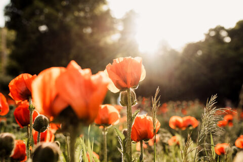 DSC4554 700x467(pp w480 h320) - _DSC4554