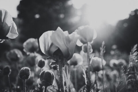 DSC4555 700x467(pp w480 h320) - _DSC4555