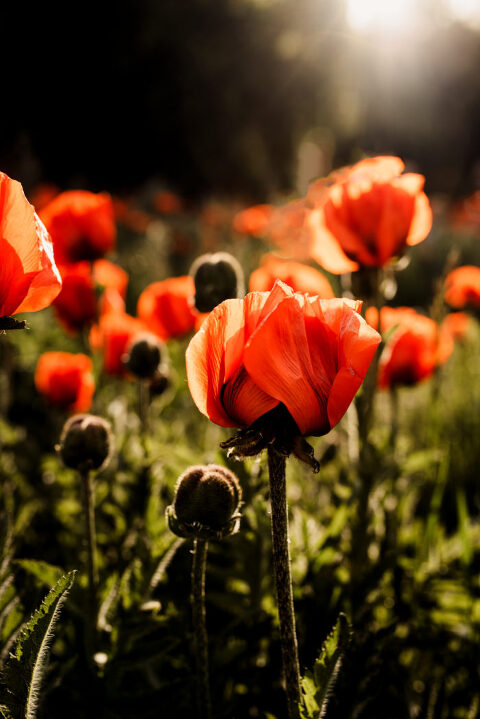 DSC4557 700x1049(pp w480 h719) - _DSC4557