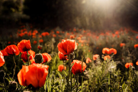 DSC4559 700x467(pp w480 h320) - _DSC4559