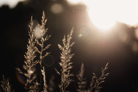 DSC4573 700x467(pp w480 h320) - _DSC4573