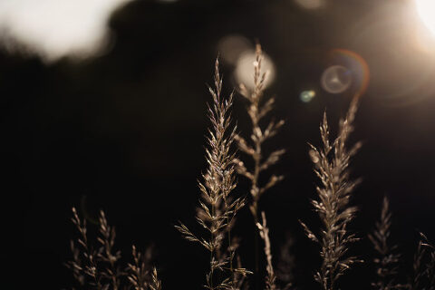 DSC4574 700x467(pp w480 h320) - _DSC4574