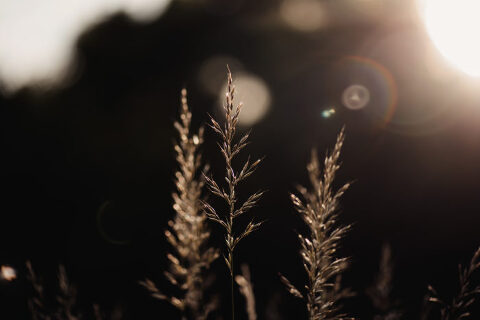 DSC4575 700x467(pp w480 h320) - _DSC4575