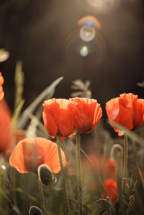 DSC4580 700x1049(pp w480 h719) - _DSC4580