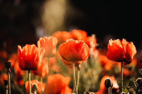 DSC4581 700x467(pp w480 h320) - _DSC4581