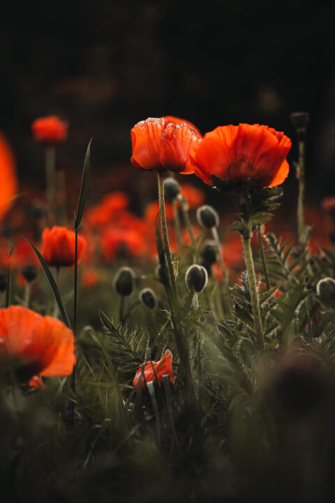 DSC4587 700x1049(pp w480 h719) - _DSC4587