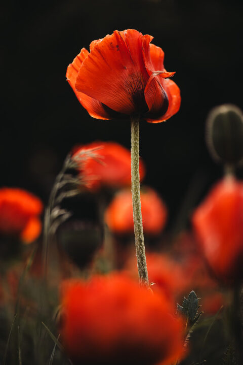 DSC4588 700x1049(pp w480 h719) - _DSC4588