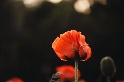 DSC4589 700x467(pp w480 h320) - _DSC4589