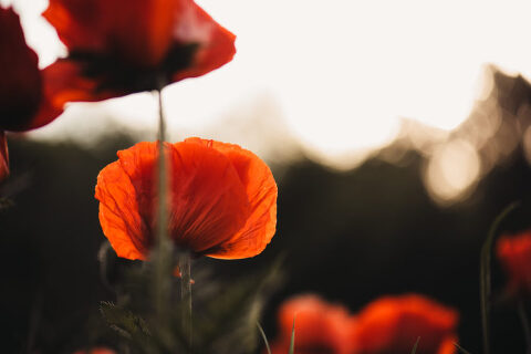 DSC4590 700x467(pp w480 h320) - _DSC4590