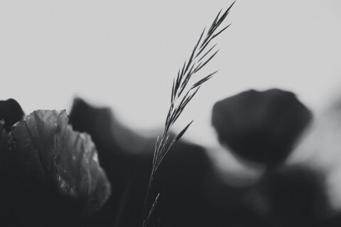 DSC4593 700x467(pp w480 h320) - _DSC4593