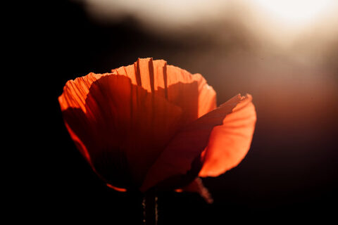 DSC4628 700x467(pp w480 h320) - _DSC4628