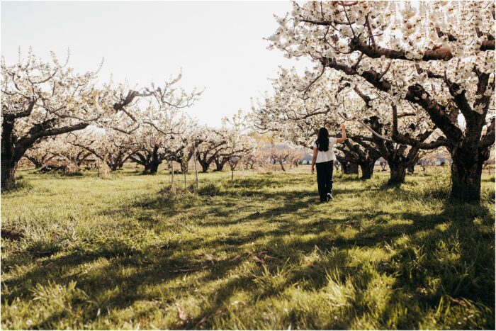 Senior Bella Manning Orchard Kaysville UT4 700x467 - Senior Bella :: Manning Orchard Kaysville UT4